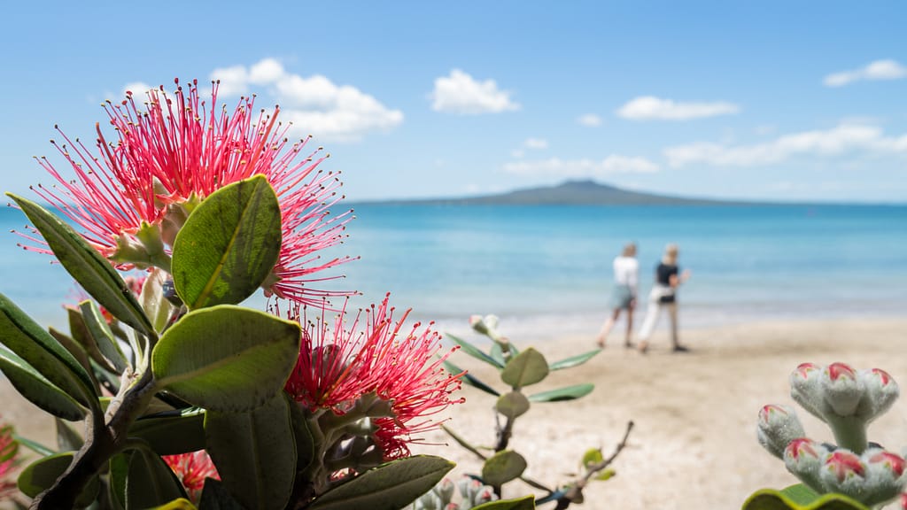 The Pohutukawa tree which is also called the New Zealand Christm