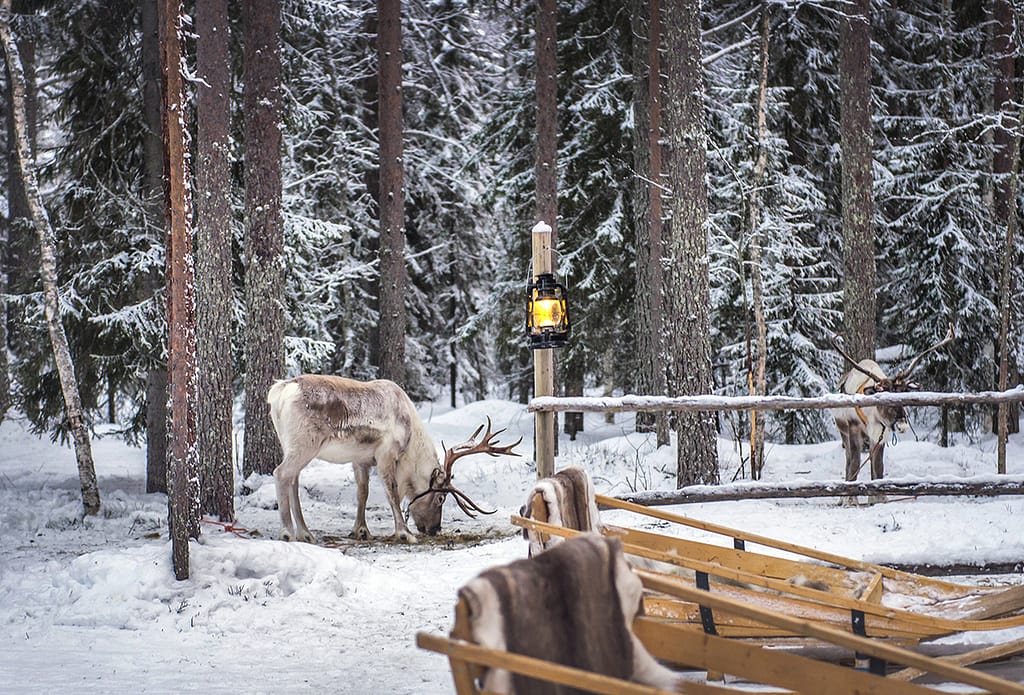 stock photo of northern winter deer in the fairy deep forest finland lapland