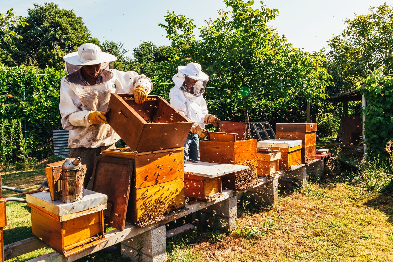 Two beekeepers in protective gear harvesting honey from beehives next to an orchard of trees
