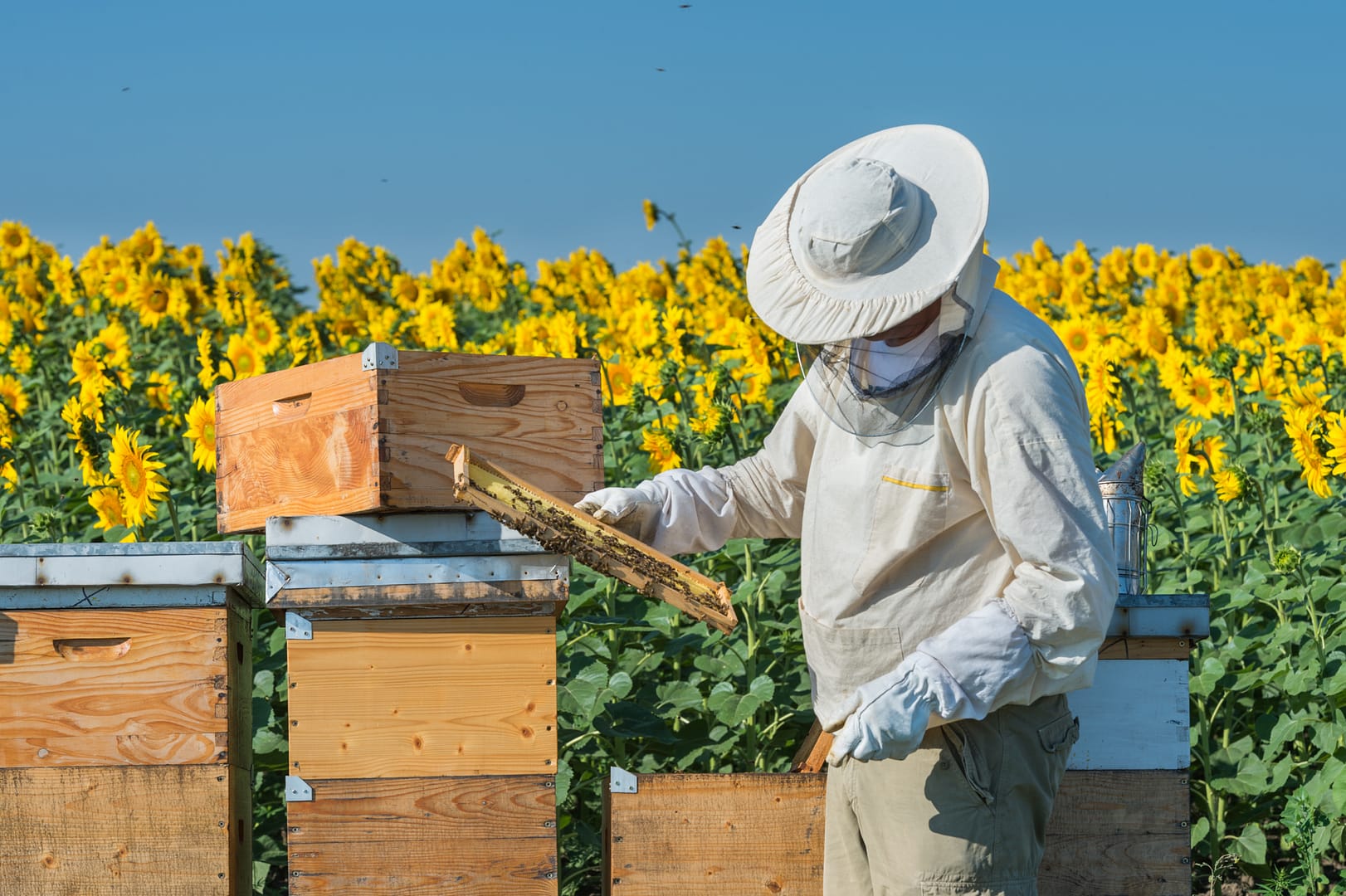 A beekeeper in protective gear harvesting honey from a beehive and a group of people celebrating National Honey Bee Day