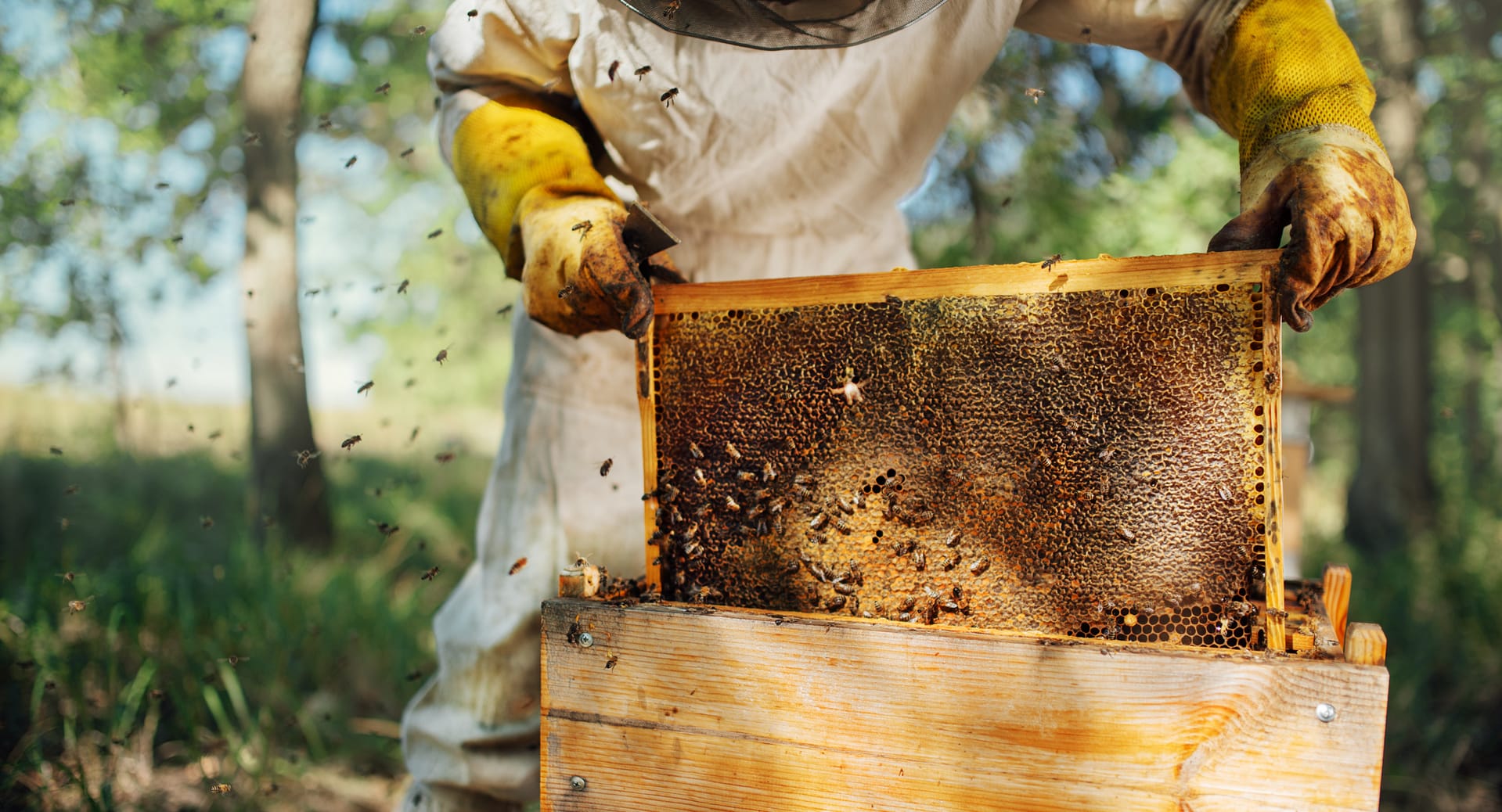 A beekeeper in protective gear harvesting honey from a beehive