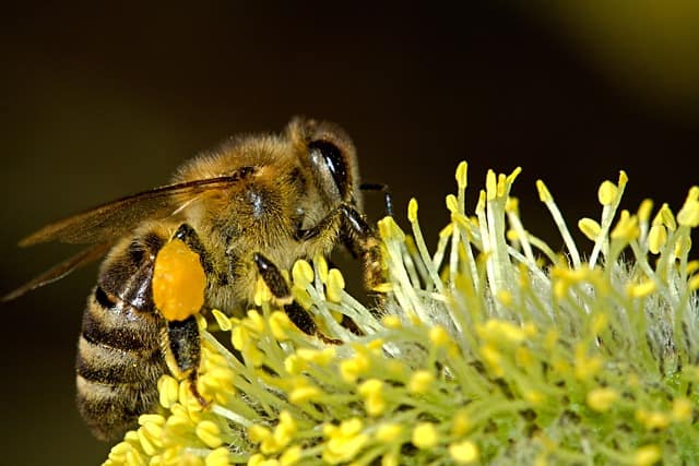 A close-up image of a busy bee pollinating a flower in celebration of National Bee Day.