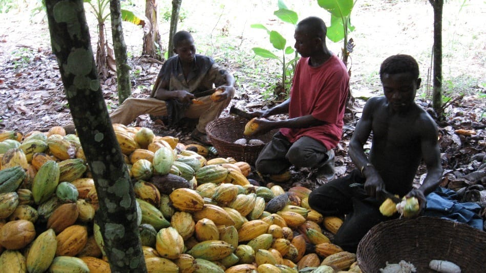 Cocoa Production in Ghana